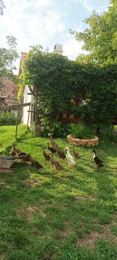 Miklós Lak Ocna de Sus Exterior foto
